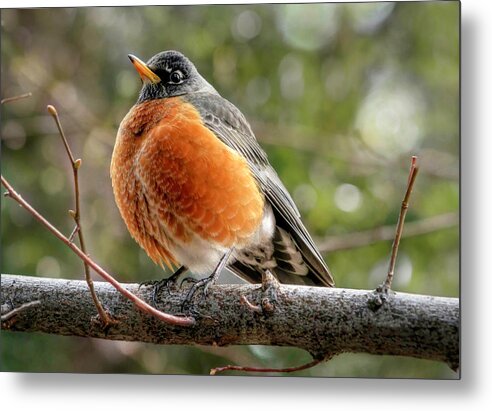 American Robin Metal Print featuring the photograph Round Robin by Donna Kennedy