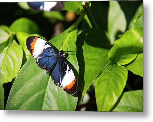 Butterfly Metal Print featuring the photograph Butterfly - Hecale by Richard Krebs
