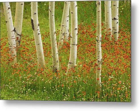 Beautiful Beauty Metal Print featuring the photograph Canadian Summer Landscape #1 by Don Johnston