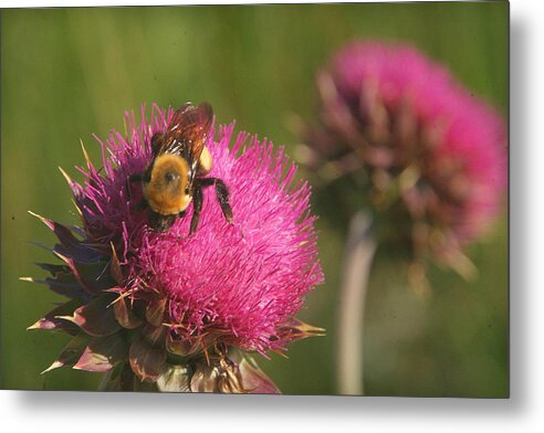 Bee Metal Print featuring the photograph Day's Work.. #1 by Al Swasey
