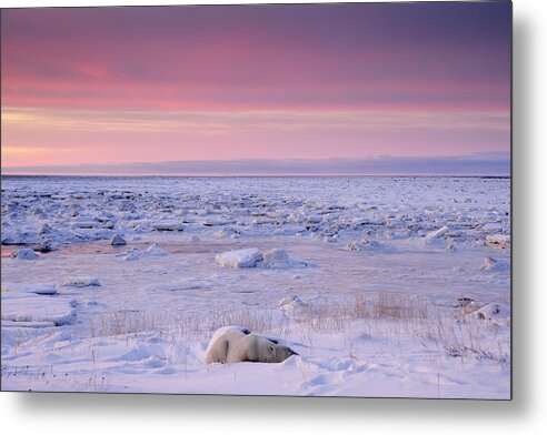 Animals Wildlife Metal Print featuring the photograph Hudson Bay Landscape #1 by Don Johnston