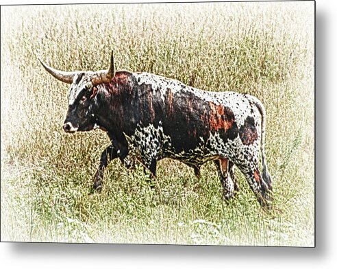 Bill Kesler Photography Metal Print featuring the photograph Longhorn Bull - A Strong Portrait by Bill Kesler