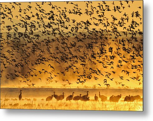 American Metal Print featuring the photograph North American Birds #1 by Don Johnston