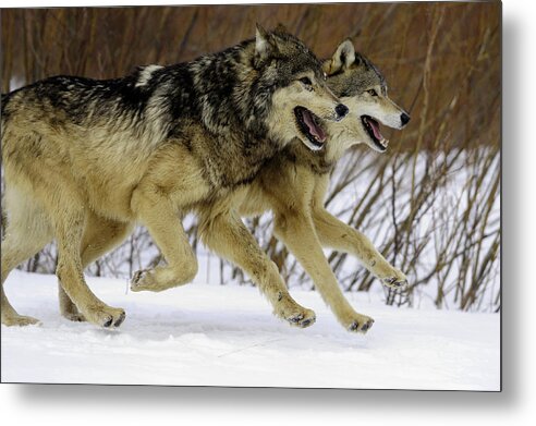Action Active Metal Print featuring the photograph North American Mammals #1 by Don Johnston