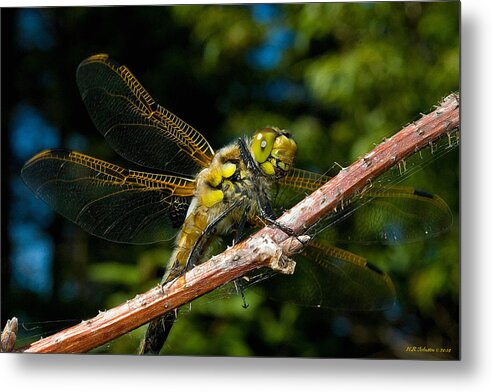 Dragonfly Metal Print featuring the photograph Yellow Dragon by WB Johnston