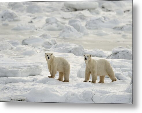 Animals Wildlife Metal Print featuring the photograph Canadian Mammals #7 by Don Johnston