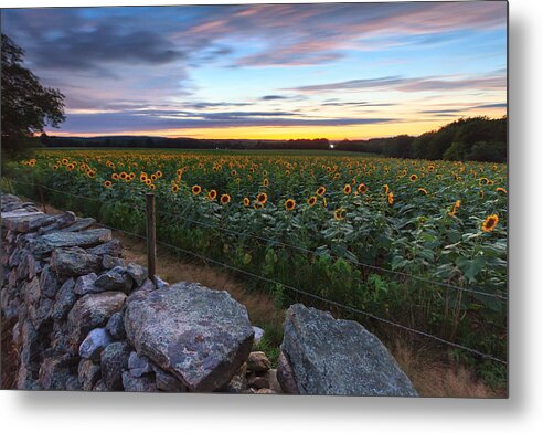 Sunflowers Metal Print featuring the photograph Sunflower Sunset #9 by Bryan Bzdula