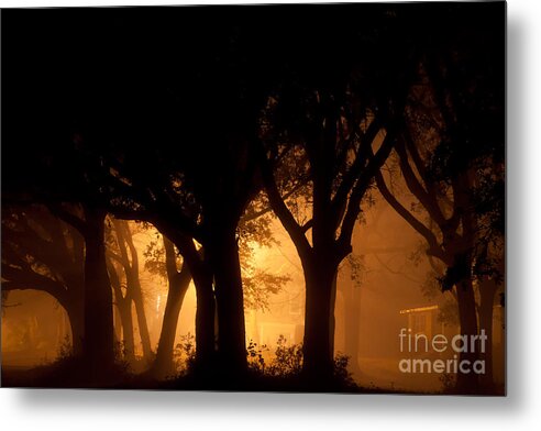 Abstract Metal Print featuring the photograph A Grove Of Trees Surrounded By Fog And Golden Light by Jo Ann Tomaselli