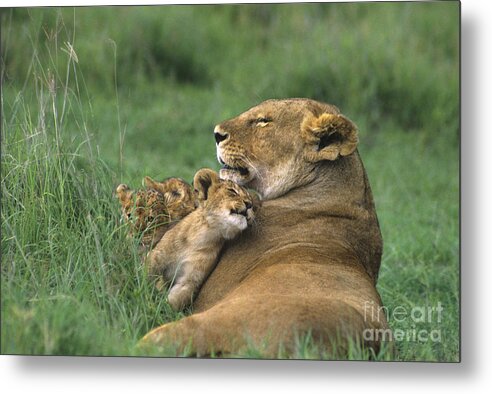 Africa Metal Print featuring the photograph African Lions Mother and Cubs Tanzania by Dave Welling