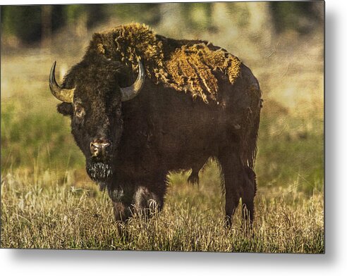 Bison Metal Print featuring the photograph Buffalo by Lou Novick