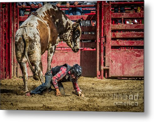 Animals Metal Print featuring the photograph Bull Rider in Trouble by Eleanor Abramson