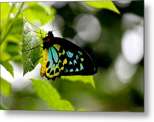 Bird Wing Metal Print featuring the photograph Butterfly IV by Tom Prendergast