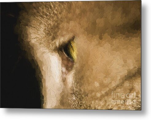 Cat's Eye Metal Print featuring the photograph Cats eye by Sheila Smart Fine Art Photography