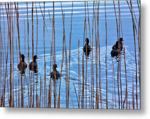 Outer Banks Metal Print featuring the photograph Chicks in Water with Reeds on the Outer Banks I by Dan Carmichael