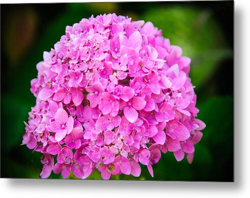 conniecooper-edwards Metal Print featuring the photograph Color of the Year 2014 Pink Hydrangea by Connie Cooper-Edwards