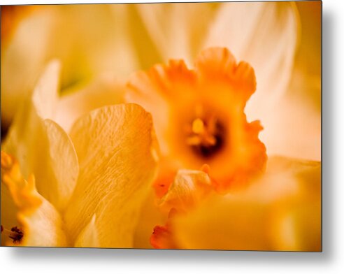 Yellow Metal Print featuring the photograph Daffodil Bouquet by John Holloway