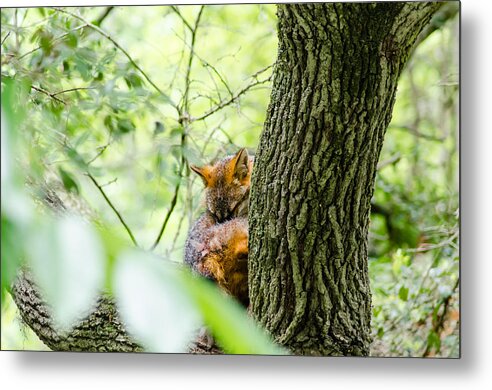 Fox Metal Print featuring the photograph Dreaming Above All by Wild Fotos