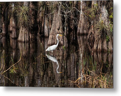 Everglades Metal Print featuring the photograph Everglades0419 by Matthew Pace