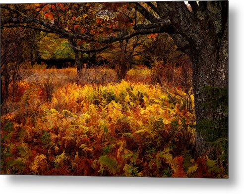 Dolly Sods Metal Print featuring the painting Fall Shadows - Dolly Sods West Virginia by Dan Carmichael