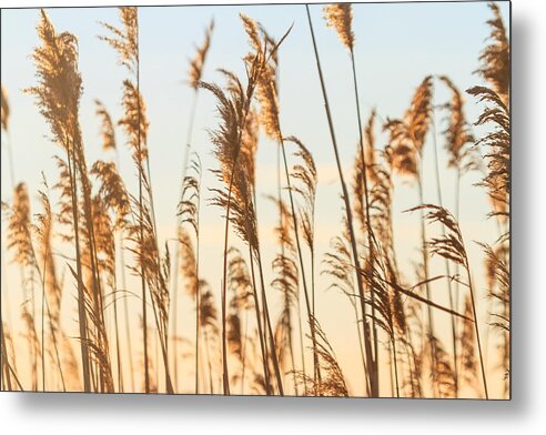 Reeds Metal Print featuring the photograph Feathers by Bryan Bzdula