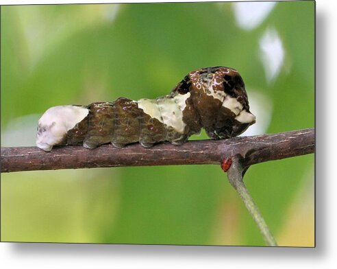 Giant Swallowtail Metal Print featuring the photograph Giant Swallowtail caterpillar by Doris Potter