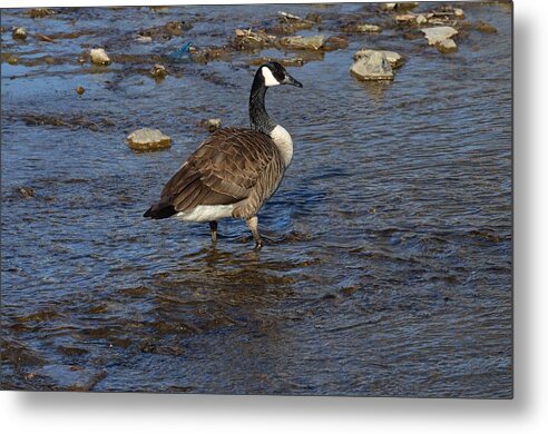 Goose Metal Print featuring the photograph Goose by Deborah Ritch