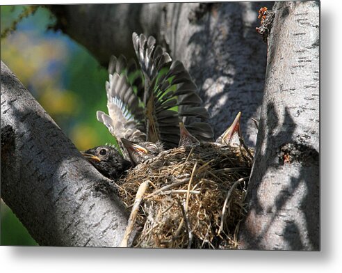 American Robin Metal Print featuring the photograph Hey - Can You Move Over? by Donna Kennedy