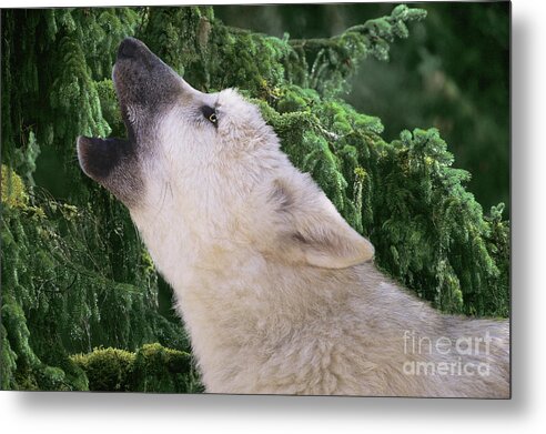 Arctic Wolf Metal Print featuring the photograph Howlling Arctic Wolf Pup Endangered Species Wildlife Rescue by Dave Welling