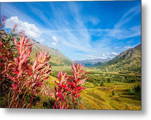 Alaska Metal Print featuring the photograph Indian Fireweed in Autumn by Tim Newton