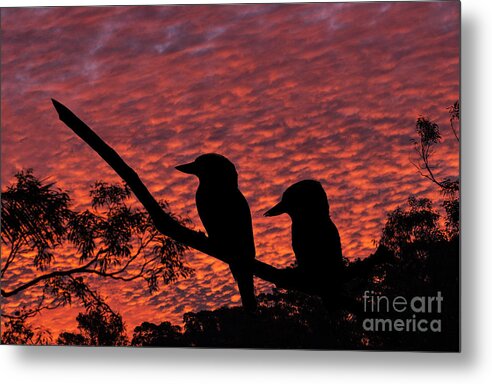 Kookaburras Metal Print featuring the photograph Kookaburras at sunset by Sheila Smart Fine Art Photography
