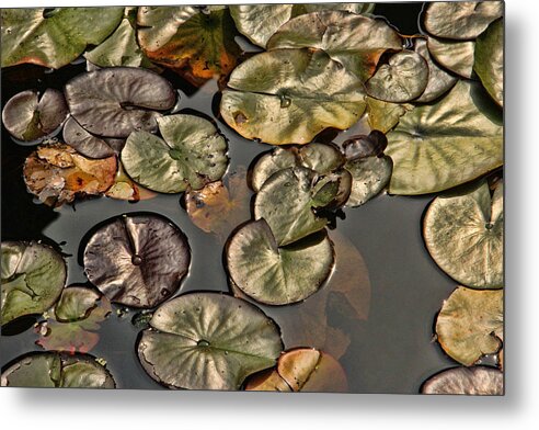 Bill Kesler Photography Metal Print featuring the photograph Lily Pads by Bill Kesler