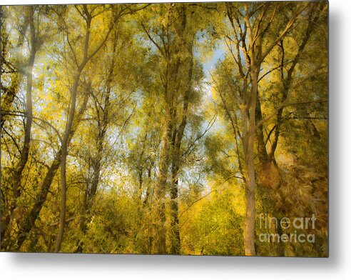 Trees Metal Print featuring the photograph Magic Forest-4 by Casper Cammeraat