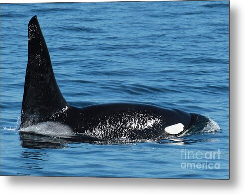 Male Orca Metal Print featuring the photograph Lonesome George CA165 Male Orca Killer Whale in Monterey Bay California 2013 by Monterey County Historical Society