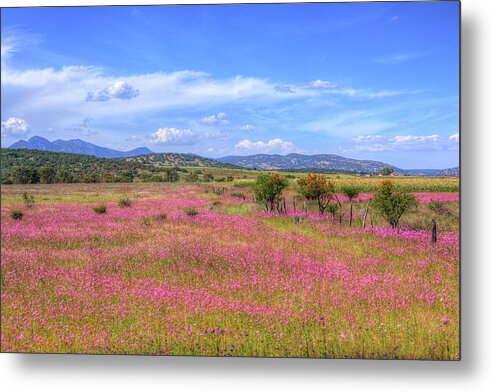 Landscape Metal Print featuring the photograph Mountain Meadows and Wildflowers by Robert McKinstry