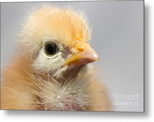 Naked Neck Metal Print featuring the photograph Naked Neck Chick by Jeannette Hunt
