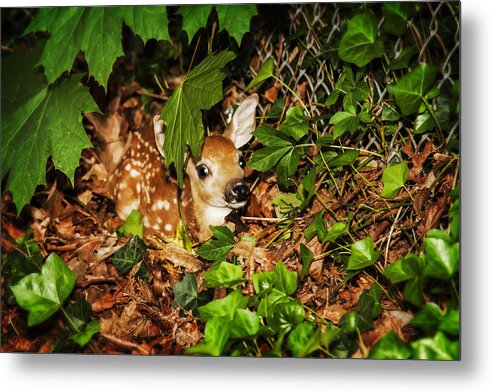 Animals Metal Print featuring the photograph Newborn Fawn by Eleanor Abramson