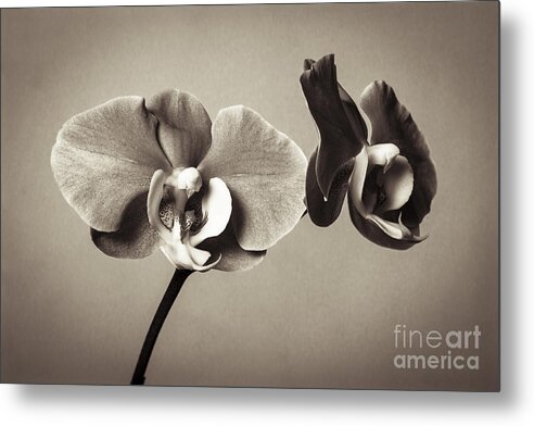 Orchid Metal Print featuring the photograph Orchid Duality by Hitendra SINKAR