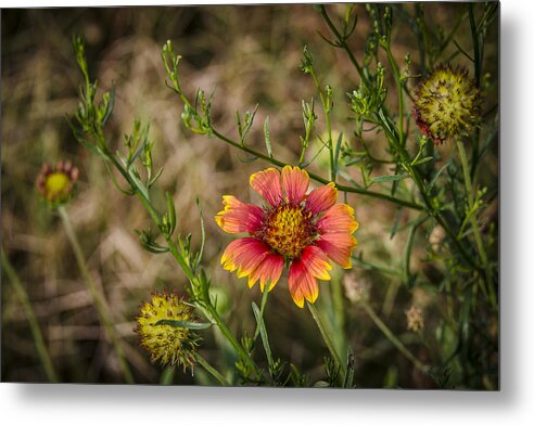Nags Head Metal Print featuring the photograph Outer banks Wildflower by Bradley Clay