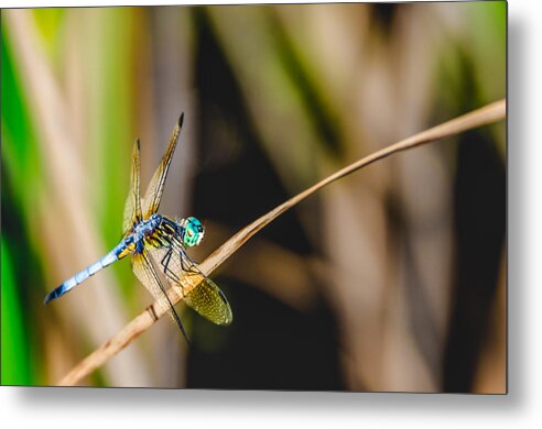 Dragonfly Metal Print featuring the photograph Resting Before Flight by Wild Fotos