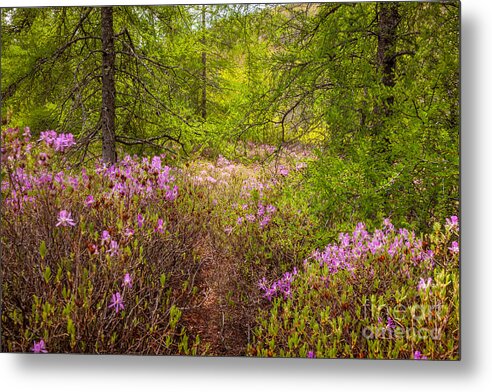 Acadia National Park Metal Print featuring the photograph Rhodora Bloom in Acadia by Susan Cole Kelly