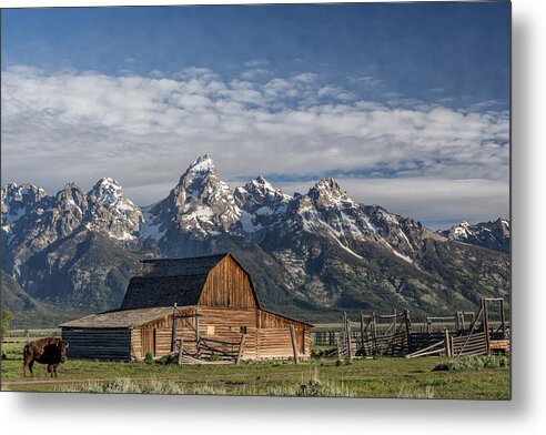 Green Metal Print featuring the photograph Roaming the Range by Jon Glaser