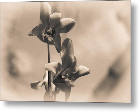 Orchid Metal Print featuring the photograph Sepia Orchids by Georgia Clare