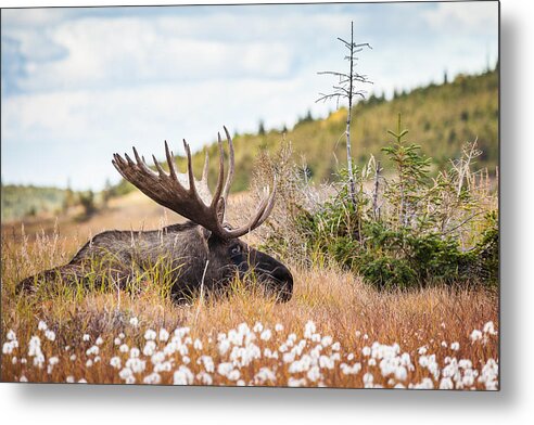 Alaska Metal Print featuring the photograph Serious Lady-Watching by Tim Newton