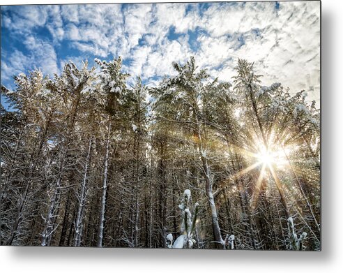 Landscape Metal Print featuring the photograph Snowy Pines with Sunflair by Brian Boudreau