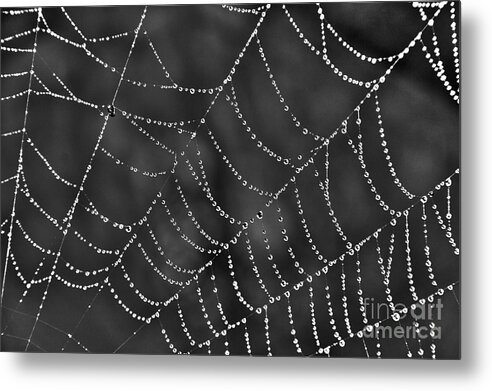 Spider Web Metal Print featuring the photograph Spider Web by Jeannette Hunt