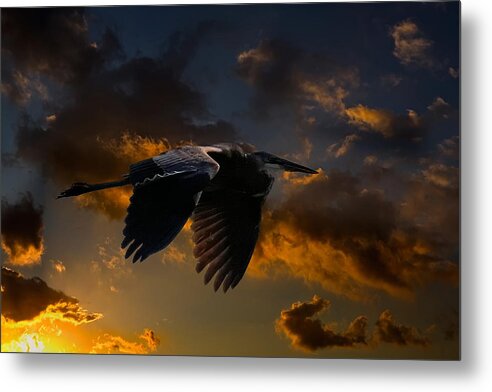 Sunset Metal Print featuring the photograph Sunset Heron by David Toczko Photography