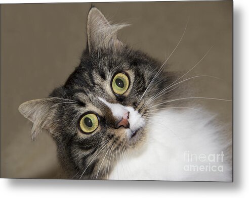 Cats Metal Print featuring the photograph Surprise by Jeannette Hunt