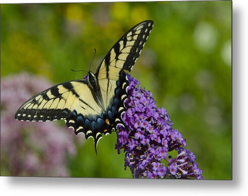 Butterfly Metal Print featuring the photograph The Beauty of the Butterfly by Carolyn Hall