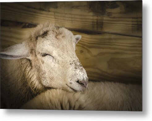 Pwc Fair Metal Print featuring the photograph Tired Sheep by Bradley Clay