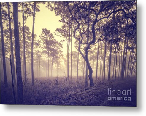 Tree Metal Print featuring the photograph Tree in the Mist by Tim Wemple
